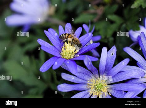 Bee On Aster Flower Stock Photo Alamy