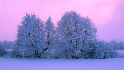 Pink Snow Covered Tree With Pink Sunset During Winter 4k