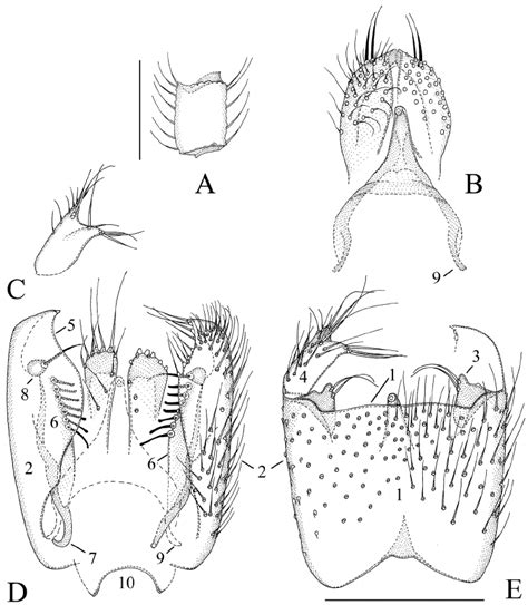 Manota Belalongensis Sp N Holotype A Antennal Flagellomere 4