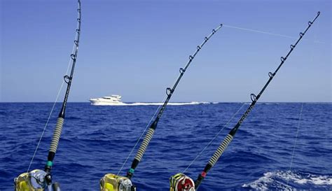 Las Mejores Cañas Para La Pesca De Atún 2023 Freedeportes
