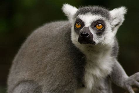 Ring Tailed Lemur Facts For Kids