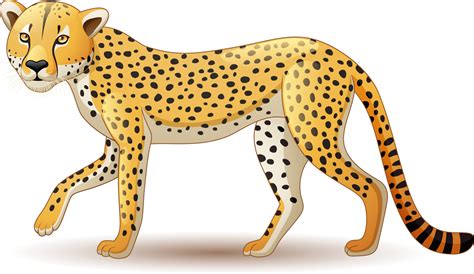 Cartoon Cheetah Isolated On White Background Vector Art At Vecteezy