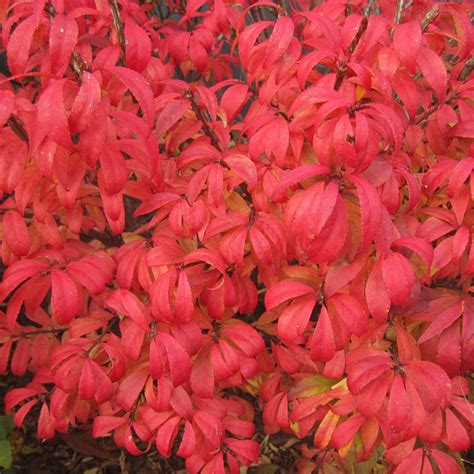 euonymus unforgettable fire buy burning bush shrubs online