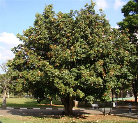 Malabar Chestnut Facts And Benefits