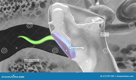 The Tympanic Membrane Eardrum Separates The External And Middle