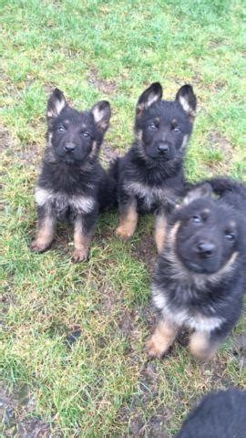 All our puppies come from audited show breeders. German Shepherd Puppies- 9 weeks old for Sale in Tacoma ...