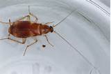 Cockroach Look Like Pictures