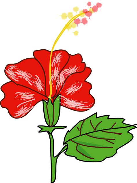 Gambar Sketsa Bunga Kembang Sepatu