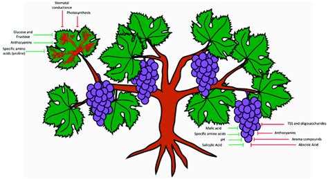 The Overall Impact Of Grapevine Red Blotch Virus Grbv On Grapevine