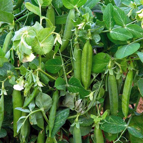 How To Grow Peas Growing Pea Growing Pea Plants In Containers