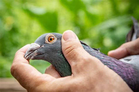 How To Catch A Pigeon Or Dove In Need Of Rescue Ne Pigeon Supplies
