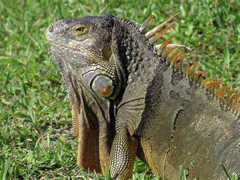 Male Green Iguana Breeding Colors And Neck Dewlap Photograph By Jill