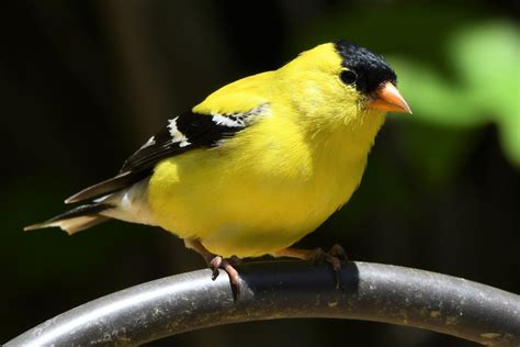 The American Goldfinch Is The State Bird Of New Jersey Nature Blog