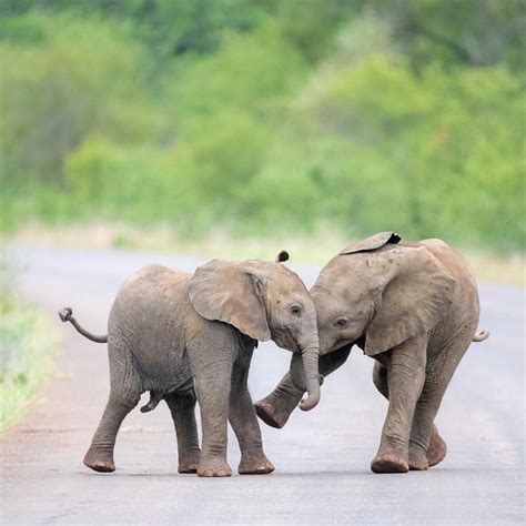 Baby Elephants Playing Baby Elephant Baby Elephants