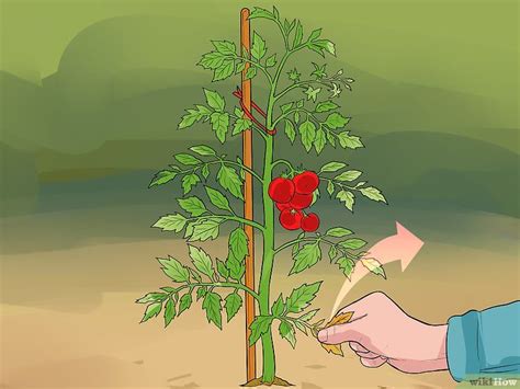 How To Prune Tomatoes 9 Steps With Pictures Tomato Pruning