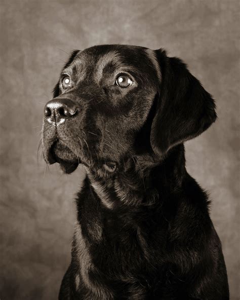 Portrait Of Two Black Labradors The Artful Dog Studio