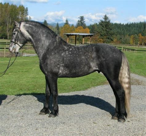 Warlander Horse Breed Information History Videos Pictures