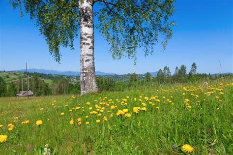 Yellow Flowers Under Birch Tree On The Mountain Meadow Stock Image