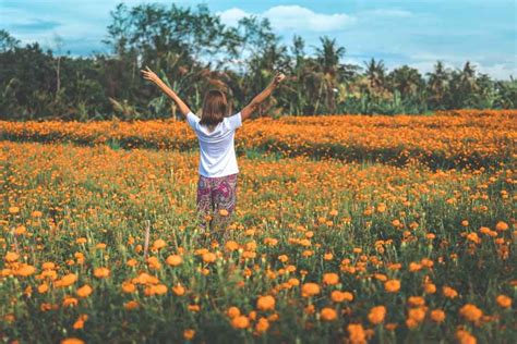Kebun Bunga Marigold Yang Instagenik Dan Wajib Dikunjungi Di Bali