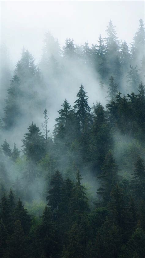 Foggy Forest Background Foggy Forest Forest Wallpaper Iphone Forest