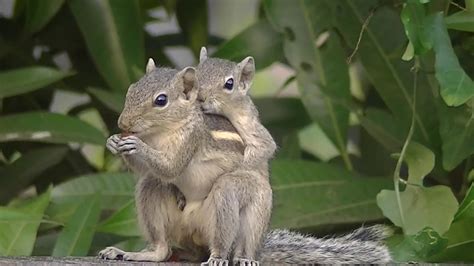 Mating Squirrels Malabar Youtube