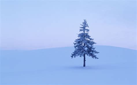 Baggrunde Træer Landskab Natur Himmel Sne Vinter Afdeling Is