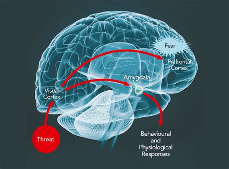 The Anxious Mind And Brain Challenging Current Approaches In