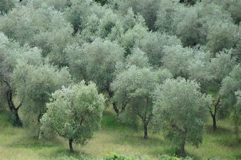 Tuscan Olive Trees Stock Photo Image Of Farming Famous 94131994