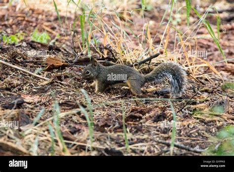 Western Grey Squirrel Stock Photo Alamy