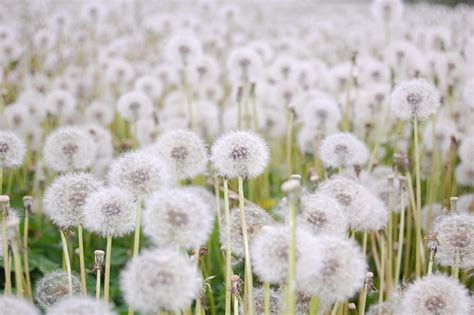 Dandelion Field Naked Purpose Of Winter Flickr