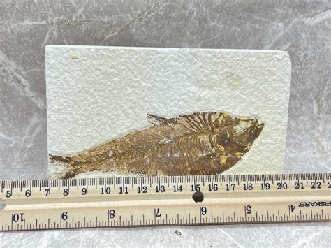 Diplomystus Dentatus Fish Fossils For Sale