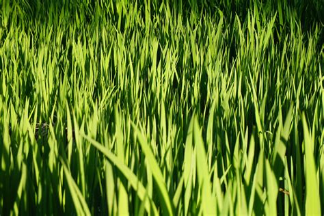 Gambar Menanam Bidang Halaman Rumput Padang Rumput Makanan Hijau