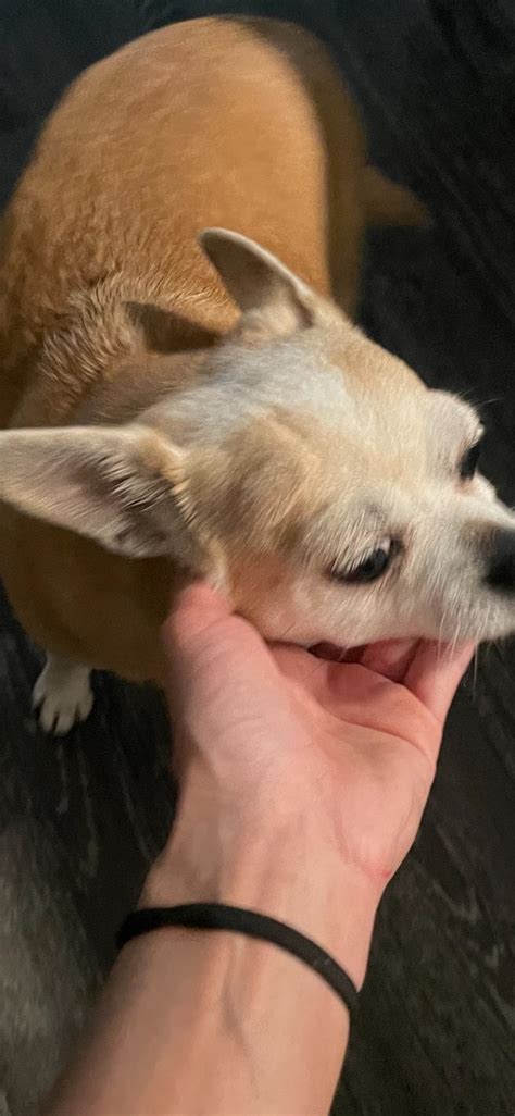 I Have A 11 Lb Chihuahua Who Has Itchy Bumps On Her Head She Has Been