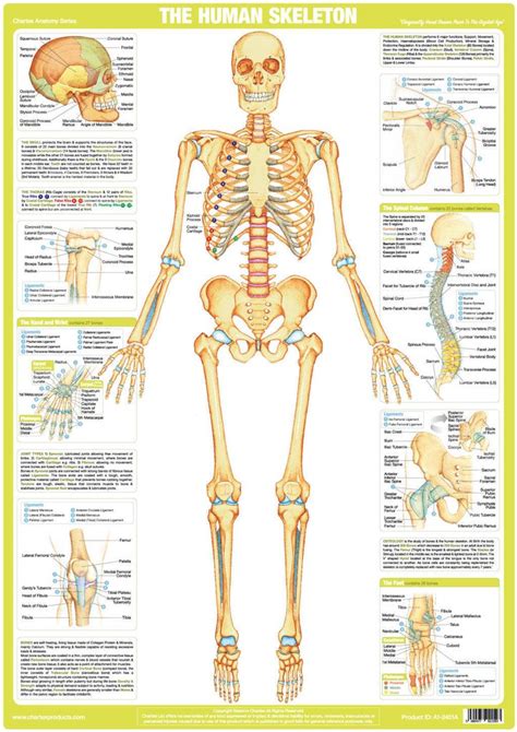 Each of the digits of the hands contains 3 phalanges (singular: Human Skeleton Poster - Chartex Ltd