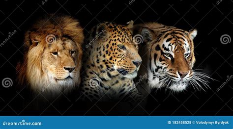 Three Big Wild Cats Portrait Leopard Tiger Lion On Black Background