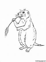 Prairie Dog Coloring Printable Getcolorings Funny Interesting Animals 1coloring sketch template