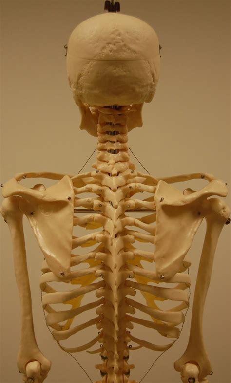The anatomical basis of clinical practice, 14th edition, churchill livingston elsevier. Bones of the upper body, posterior view | Rob Swatski | Flickr