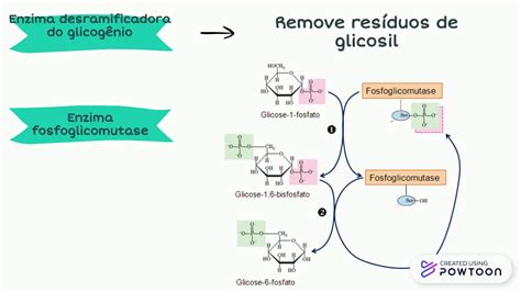 O Glicogênio Funciona Como Reserva De Glicose Das Células Animais