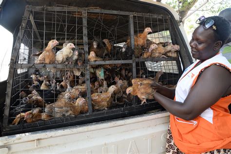How Will Chicken Farming Assist Refugees In Northern Uganda Uganda
