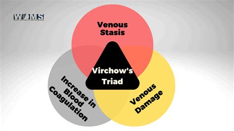 Virchows Triad What Is It Woms