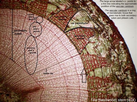 Z2 Tilia Cross Section 40x