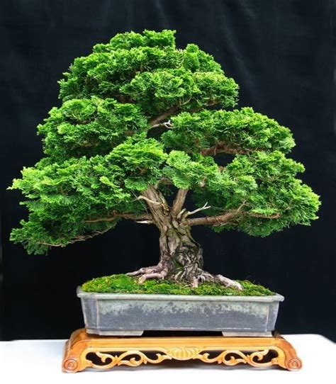 Bonsai Trees For Sale