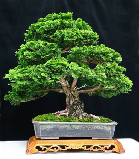 Flowering indoor bonsai tree for sale. Bonsai Trees For Sale