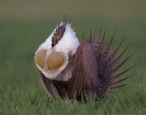 Top 10 Weirdest Looking Birds In The World Top10hq