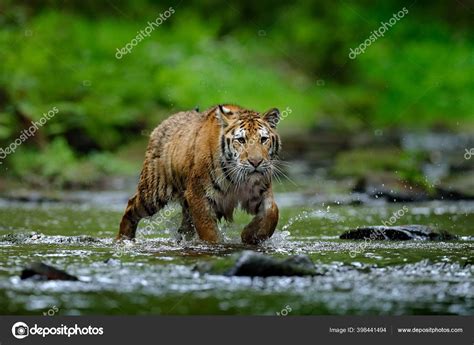 Tiger Running Water Dangerous Animal Tajga Russia Animal Forest Stream
