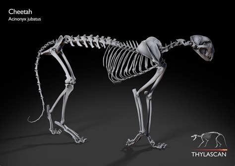 Created by daniel ilario 10 years ago. Thylascan Takes On 3D Scanned & Printed Museum Specimens ...