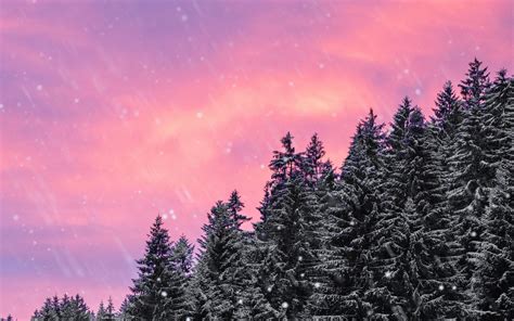 Download Wallpaper 3840x2400 Spruce Snow Snowfall Sky Winter