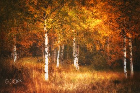 🇳🇴 Autumn On Fire Norway By Ann Thomstad 500px 🍂 Jun 25 2021