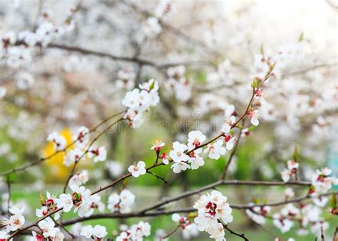 166217 Spring Sunlight Trees Photos Free And Royalty Free Stock Photos