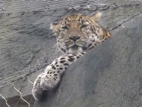 Leopard Amur Leopard Information For Kids